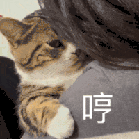 萌宠 猫咪 哼 呆萌 可爱