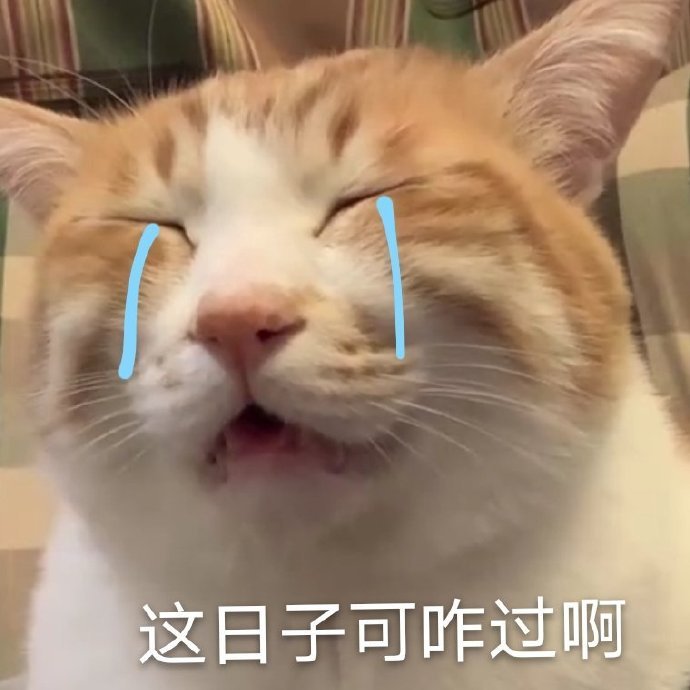 猫咪哭泣大喊表情包图片