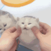 萌宠 猫咪 捏脸 呆萌 可爱