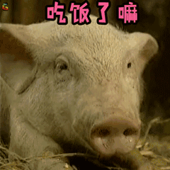 猪吃饭表情包搞笑图片图片