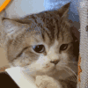 萌宠 猫咪 无语 呆萌 可爱