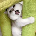 萌宠 猫咪 我来了 呆萌 可爱