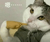 萌宠 猫咪 嗯 呆萌 可爱
