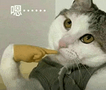 萌宠 猫咪 嗯 呆萌 可爱