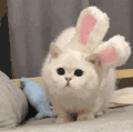 萌宠 猫咪 无辜 呆萌 可爱