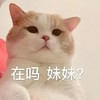 萌宠 猫星人 在吗 妹妹 好奇 呆萌 可爱