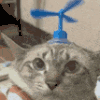 萌宠 猫咪 转圈 呆萌 可爱