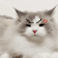 萌宠 猫咪 生气 呆萌 可爱