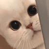 萌宠 猫咪 盯 呆萌 可爱
