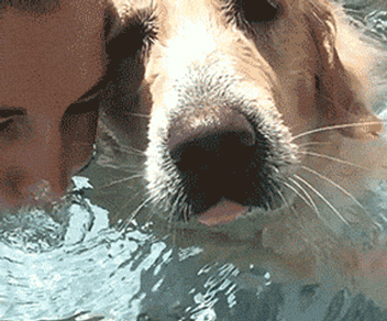 把狗扔到水里表情包gif图片