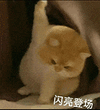 萌宠 猫咪 闪亮登场 呆萌 可爱