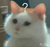 萌宠 猫咪 ？ 呆萌 可爱
