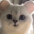 萌宠 猫咪 开心 呆萌 可爱