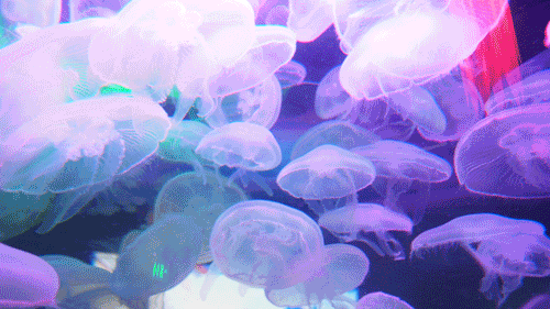 水母有趣海洋科幻gif动图