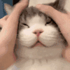 萌宠 猫咪 揉 呆萌 可爱