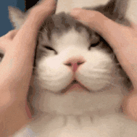 萌宠 猫咪 揉 呆萌 可爱