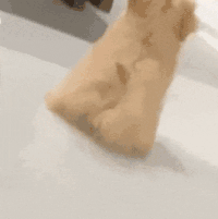 萌宠 狗狗 趴着 呆萌 可爱