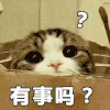 萌宠 猫咪 有事吗 呆萌 可爱