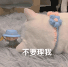 萌宠 猫咪 不要理我 呆萌 可爱