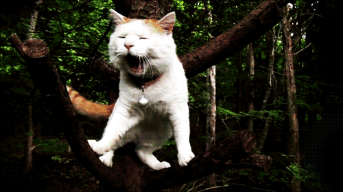 猫咪张大嘴摇尾巴树林gif动图