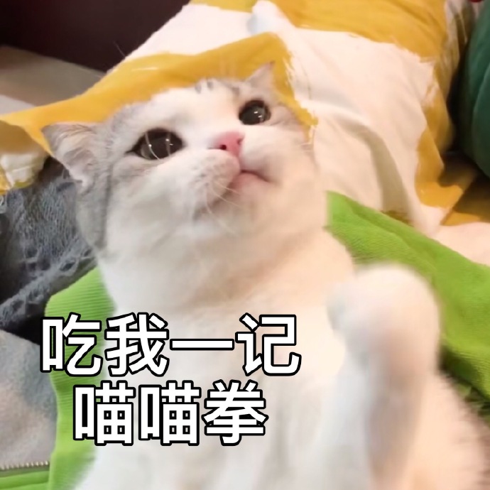萌宠gif喵星人gif吃我一记喵喵拳gif你等着gif呆萌gif可爱gif