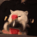 萌宠 猫咪 可乐 呆萌 可爱