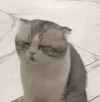 萌宠 猫咪 困 呆萌 可爱