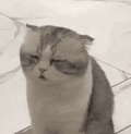 萌宠 猫咪 困 呆萌 可爱