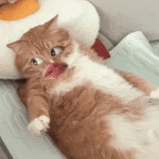 淑芬猫 猫咪 可爱 搞怪 抽象