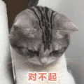 萌宠 猫咪 对不起 可爱 呆萌