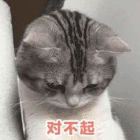 萌宠 猫咪 对不起 可爱 呆萌