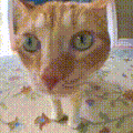 萌宠 猫咪 看着 呆萌 可爱