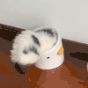 萌宠 猫咪 躲起来 呆萌 可爱