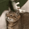 萌宠 猫咪 打你 呆萌 可爱