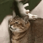 萌宠 猫咪 打你 呆萌 可爱