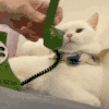 萌宠 猫咪 歪 呆萌 可爱