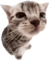 猫猫狗狗 透明底 沙雕 搞笑 逗