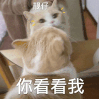 萌宠 猫 你看看我 靓仔 呆萌 可爱