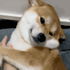 萌宠 狗狗 拍 呆萌 可爱