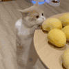 萌宠 猫咪 偷吃 呆萌 可爱