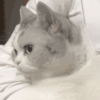 萌宠 猫咪 不开心 呆萌 可爱