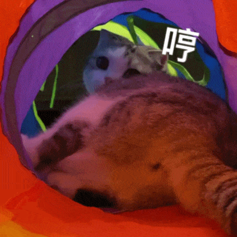 萌宠 猫咪 哼 呆萌 可爱