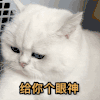 萌宠 猫咪 给你个眼神 呆萌 可爱