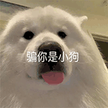 萌宠 狗狗 骗你是小狗 呆萌 可爱
