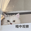 萌宠 猫咪 暗中观察 呆萌 可爱