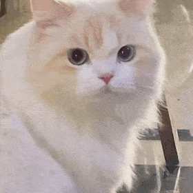 萌宠 猫咪 看着你 呆萌 可爱