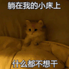 萌宠 猫咪 躺在我的小床上什么都不想干 呆萌 可爱