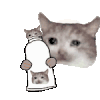 萌宠 猫咪 捏你 呆萌 可爱