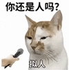 萌宠 猫咪 你还是人吗拟人 呆萌 可爱