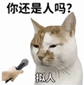 萌宠 猫咪 你还是人吗拟人 呆萌 可爱